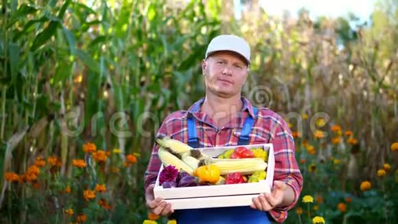 微笑着的男农民穿着格子衬衫和帽子拿着一个盒子里面有不同的新鲜蔬菜收获玉米地背景视频的预览图