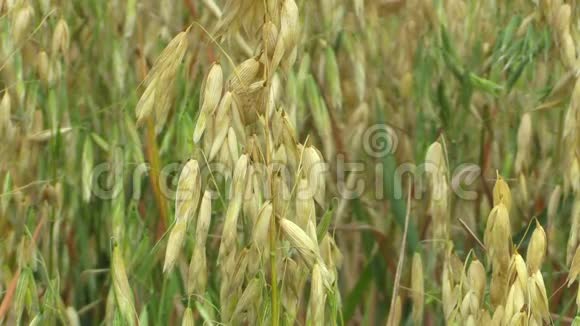 燕麦金广泛种植的谷物细枝末节牲畜饲料健康饮食食品视频的预览图