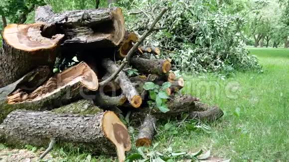一棵树锯成碎片堆在公园的一块绿色草坪上视频的预览图