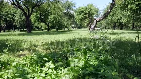 公园里的绿树草坪上的草和植物视频的预览图