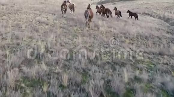 镜头与奔跑的马群飞舞视频的预览图