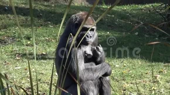 一只主要大猩猩的肖像大猩猩视频的预览图