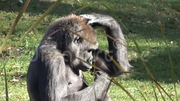 一只主要大猩猩的肖像大猩猩视频的预览图