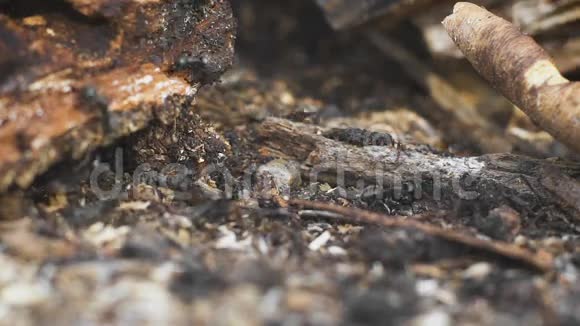 树上的蚂蚁野生的生命视频的预览图