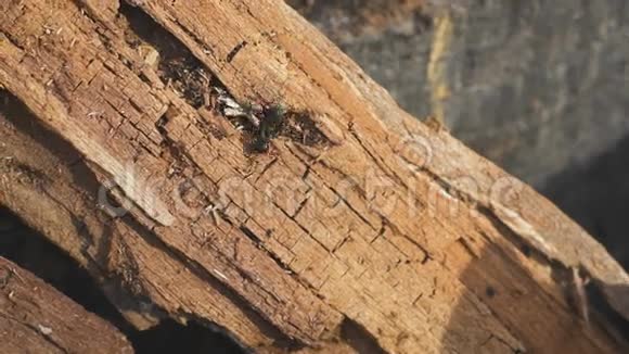 树上的蚂蚁野生的生命视频的预览图