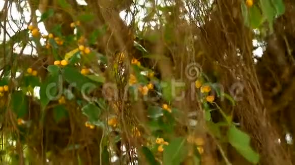 棕色的长空根的大印度榕树悬挂在阳光和风有黄色果实的绿叶视频的预览图