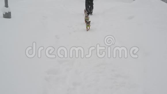 俄罗斯莫斯科暴风雪中带着狗的女人沿着栅栏走视频的预览图