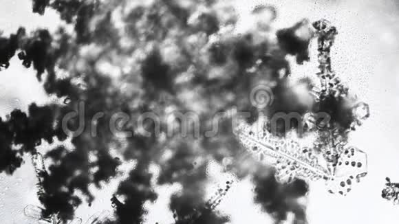 显微镜下抽象单色深色雪花视频的预览图