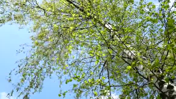 自然背景刮风的树绿叶视频的预览图
