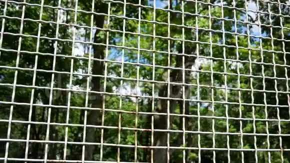 金属生锈的网孔透过它你可以看到绿树和天空视频的预览图