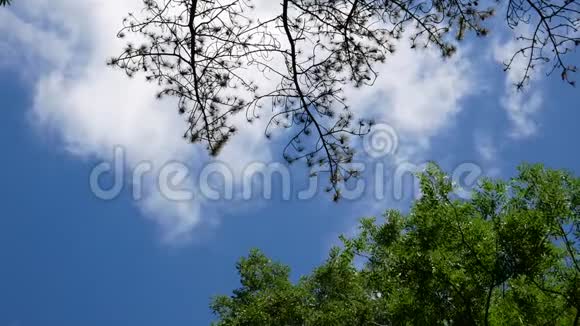 白云很快穿过了绿树之上的蓝天视频的预览图