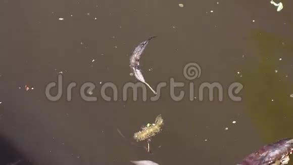 水虫和树叶漂浮视频的预览图