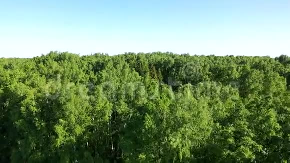 无人机在森林上空飞行从上面看FHD视频的预览图