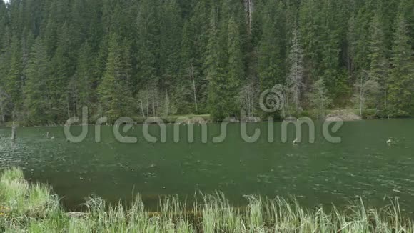 森林里的湖视频的预览图