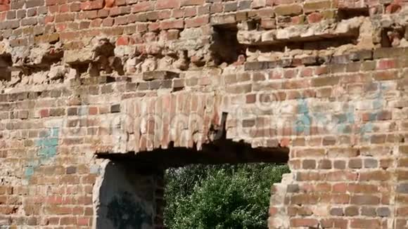 一座倒塌的红砖老建筑的窗户上绿树成荫视频的预览图