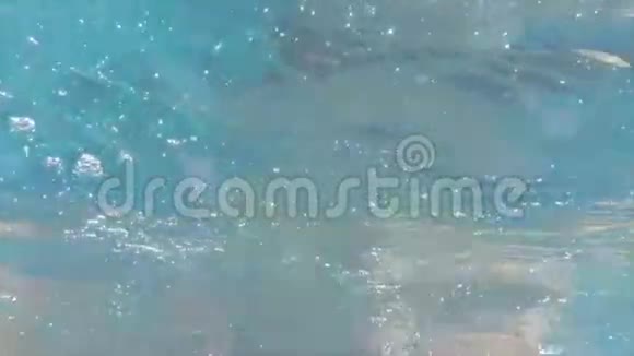 快乐男孩带着浮潜面罩在游泳池水下游泳视频的预览图