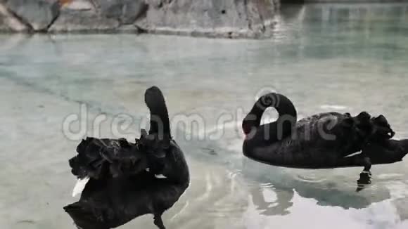 几只黑天鹅在公园里平静的池塘里游泳视频的预览图
