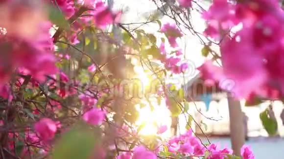 粉红色的海滩花后面有夕阳耀斑1920x1080视频的预览图