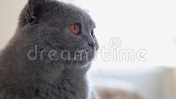 英国猫坐在沙发上快乐的猫视频的预览图
