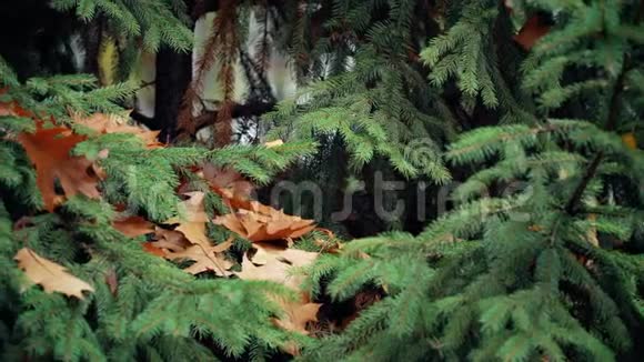 秋季云杉枝上的橡树叶视频的预览图