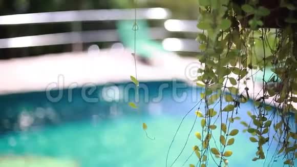 酒店度假酒店游泳池附近美丽的植物近景变化集中在水上旅行概念1920x1080视频的预览图