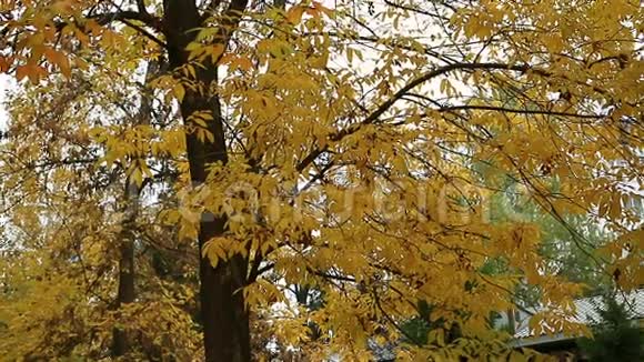 树在风中秋天的季节视频的预览图