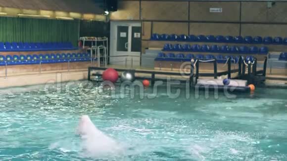 在海豚馆表演期间白鲸和海豚从游泳池中跳跃视频的预览图