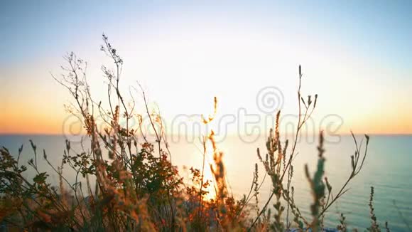 日落前海面上的干草视频的预览图