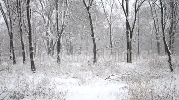 树林里的雪冬季常见落叶林视频的预览图