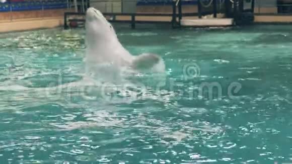 海豚馆训练期间白鲸在游泳池里跳跃和潜水视频的预览图