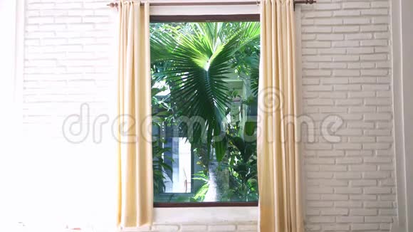 舒适的独立室内绿色的叶子椰子树随风摇曳热带概念视频的预览图