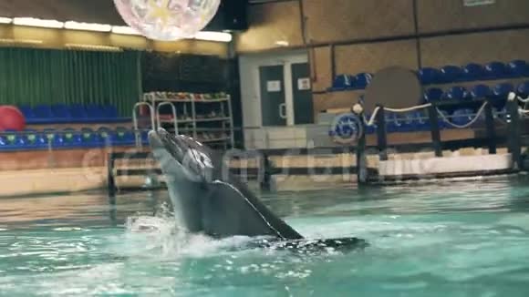 海豚在海豚馆的游泳池里玩球视频的预览图