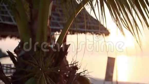 热带海滩上的椰子棕榈树叶和椰子的日落景色旅行概念1920x1080视频的预览图