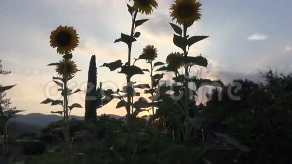 夜幕降临时向日葵1视频的预览图