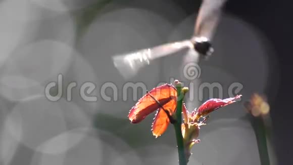 蜻蜓视频的预览图