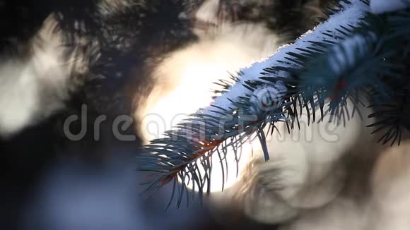 冬季森林杉树太阳高清镜头视频的预览图