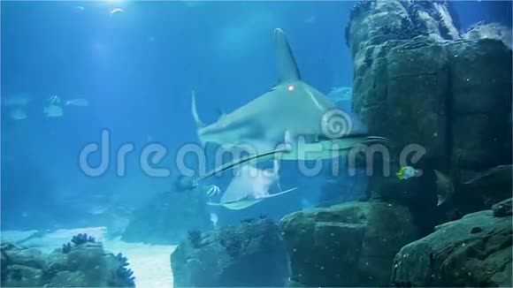 大恐怖鲨鱼特写珊瑚礁上的各种热带鱼视频的预览图