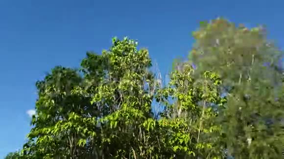 蓝天和云层背景下高树绿色顶部的美丽景色华丽的自然背景视频的预览图