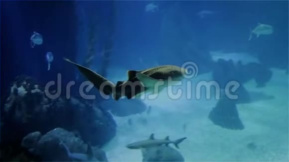 鲨鱼是一个护士和一个大的海洋黄貂鱼珊瑚礁上的各种热带鱼视频的预览图