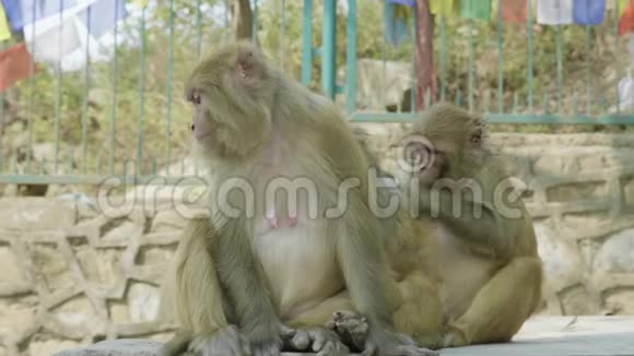 斯韦安布胡纳寺的猴子家族尼泊尔加德满都视频的预览图