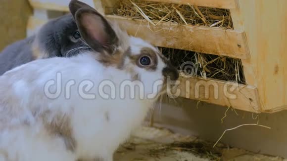 兔子在农场吃干草视频的预览图