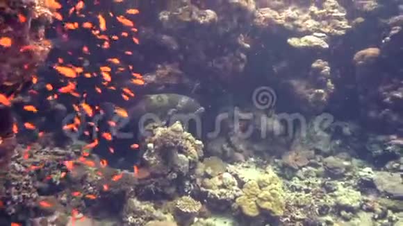 苏丹红海珊瑚角藻视频的预览图