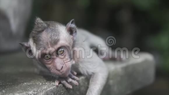 灰斑猴在野外大自然的丛林中猴子正睁大眼睛看着相机吃东西视频的预览图