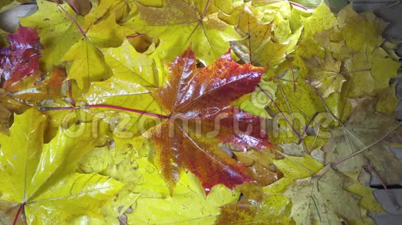 在晴朗的秋日里一阵风吹走了一片枫树的绿红黄叶视频的预览图