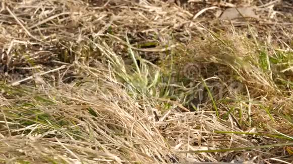 风中低干草春季嫩芽4K视频的预览图