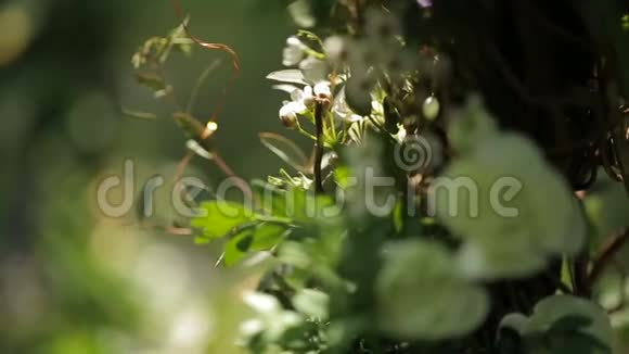 在阳光下绿色灌木丛上盛开的白色花朵的特写镜头视频的预览图