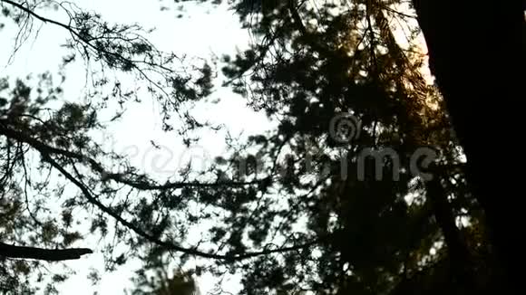 阳光穿过树枝视频的预览图