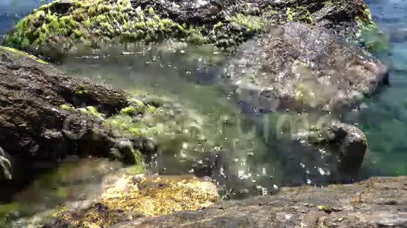 岩石上的苔藓随着海浪移动视频的预览图