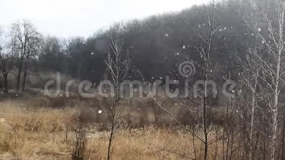 大雪正落在黑暗的冬林附近视频的预览图