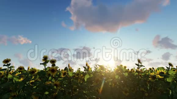 田野上的向日葵在多云的天空中视频的预览图